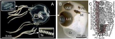 Expression of Opsins of the Box Jellyfish Tripedalia cystophora Reveals the First Photopigment in Cnidarian Ocelli and Supports the Presence of Photoisomerases